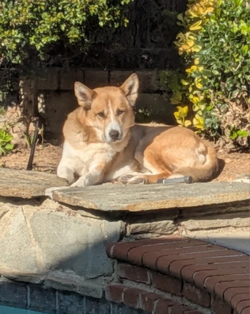Photo of Nelson, adoptable Australian Shepherd in San Pedro, California