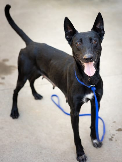 Photo of Sweet Potato, adoptable dog in Chamblee, Georgia