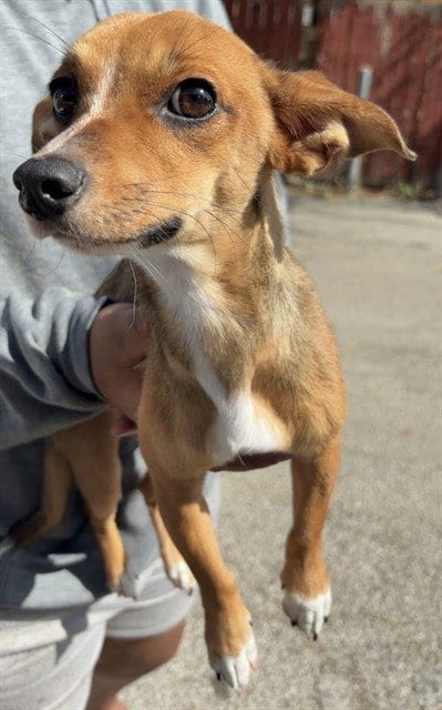 Photo of Astoria, adoptable Chihuahua in Killeen, Texas