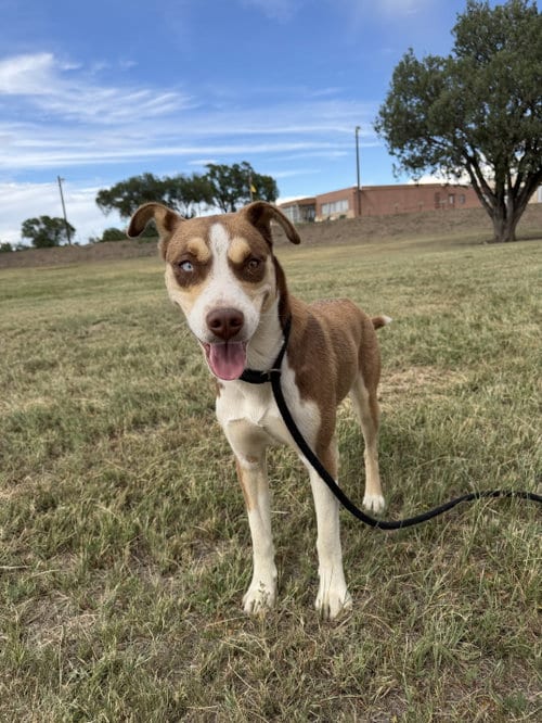Photo of Bowey, adoptable Husky in Las Vegas, New Mexico