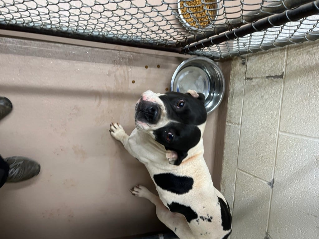 Photo of Skip, adoptable Pit Bull Terrier in Nacogdoches, Texas