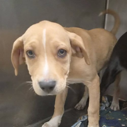 Photo of Luna, adoptable Labrador Retriever in St Louis, Missouri