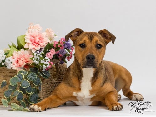 Photo of Quincy, adoptable Terrier in Claremore, Oklahoma
