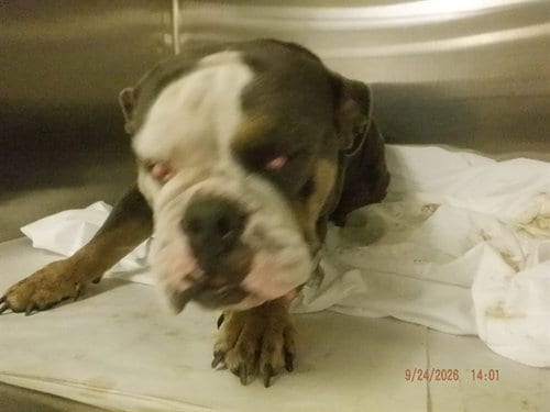 Photo of Dandilion, adoptable English Bulldog in Miami, Florida
