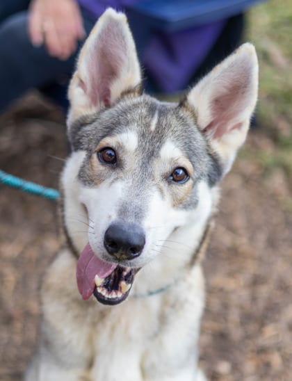 Photo of Tindra, adoptable dog in Chamblee, Georgia