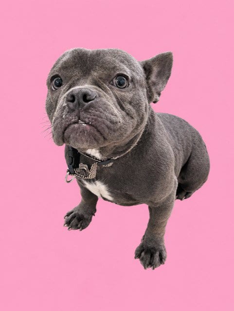 Photo of Softi, adoptable French Bulldog in Miami, Florida