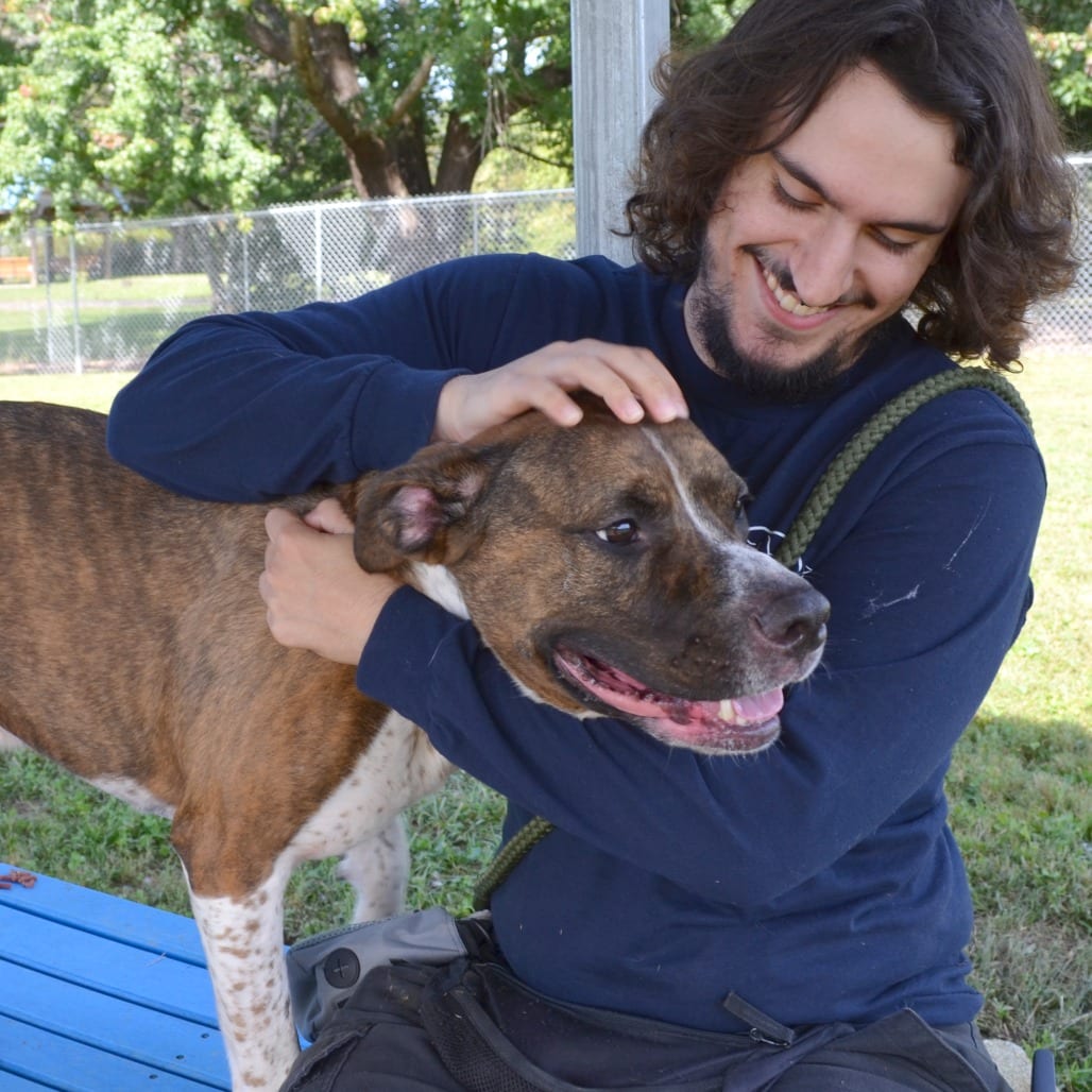 Photo of Ludo, adoptable Mixed Breed (Large)