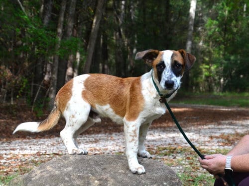 Photo of Kyle, adoptable Hound in Willingboro, New Jersey