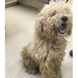 Photo of Franklin, adoptable Poodle (Standard) in Jurupa Valley, California