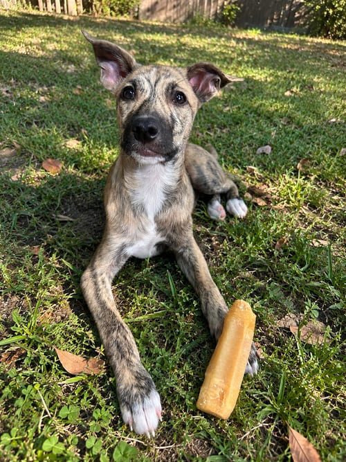 Photo of Logan, adoptable Terrier in St. Augustine, Florida