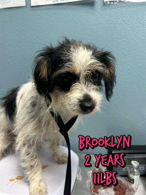 Photo of Brooklynn, adoptable Shih Tzu in Holbrook, New York