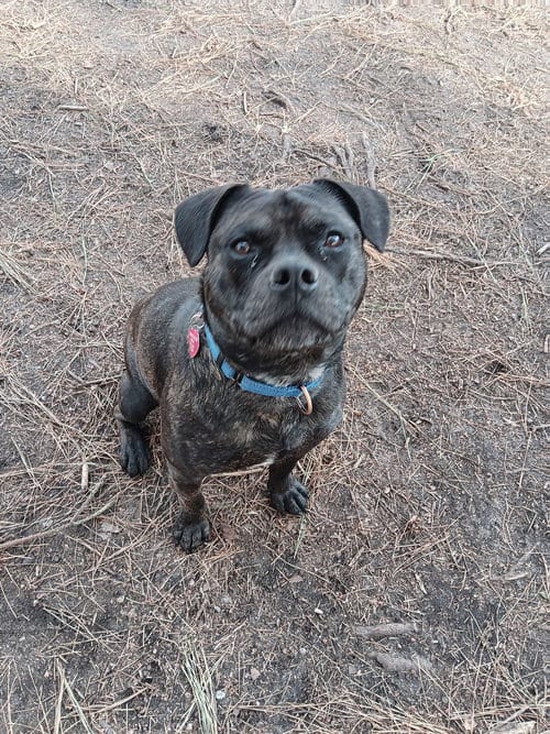 Photo of Pugsley, adoptable Pit Bull Terrier in Berlin, Maryland
