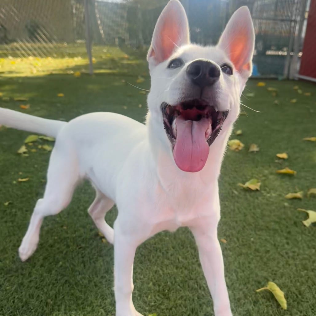 Photo of Bonnie, adoptable Shepherd / Mixed Breed (Medium) in Buellton, California