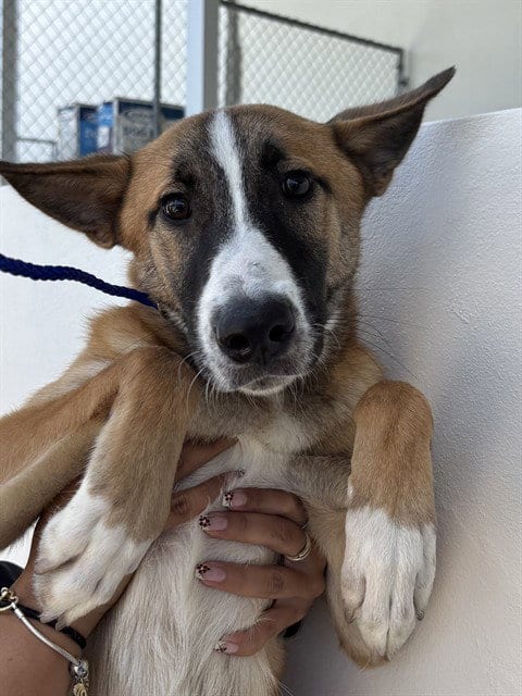 Photo of Tito, adoptable German Shepherd Dog in Miami, Florida