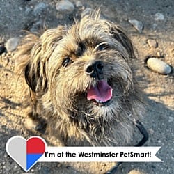 Photo of Paolo, adoptable Shih Tzu in Fort Collins, Colorado