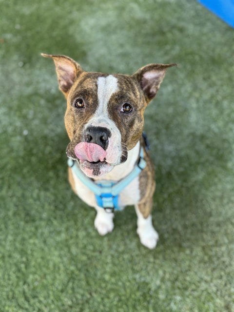 Photo of Robby, adoptable American Bulldog in Miami, Florida
