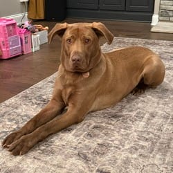 Photo of Baxter, adoptable Labrador Retriever in Winchester, Virginia