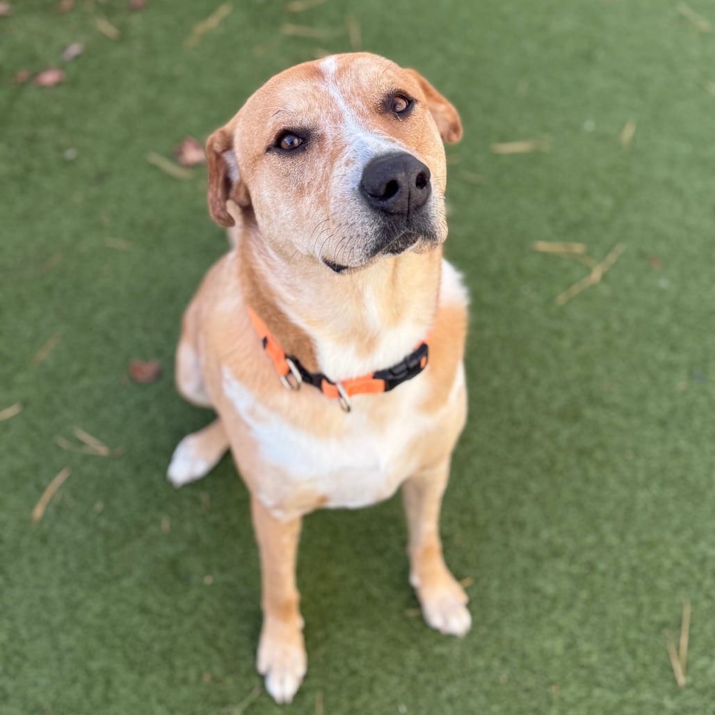 Photo of Mason, adoptable Retriever, Labrador / Mix in Phoenix, Maryland