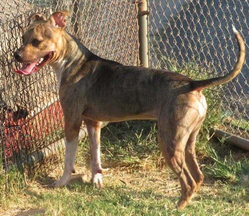 Photo of Lucy, adoptable Pit Bull Terrier in Oklahoma City, Oklahoma