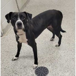 Photo of Ying Yang, adoptable Mixed Breed (Medium) in Kansas City, Missouri