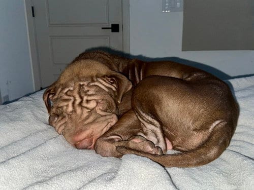 Photo of Hoshi, adoptable Chinese Shar-Pei in Tucson, Arizona