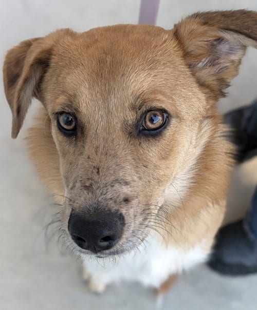 Photo of Cosmo, adoptable Australian Cattle Dog/Blue Heeler in Salinas, California