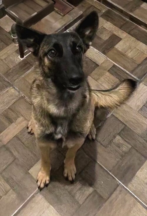 Photo of Tessy, adoptable Belgian Shepherd Malinois in San Diego, California