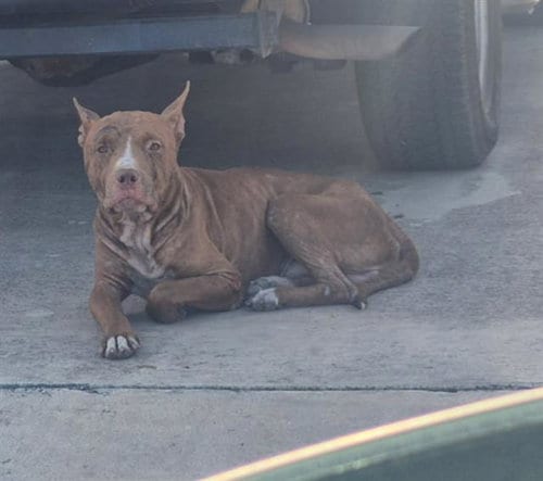 Photo of A824236, adoptable American Staffordshire Terrier in San Antonio, Texas