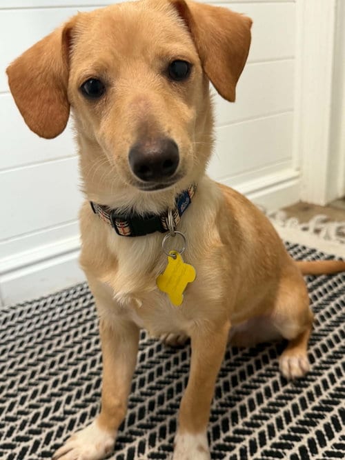 Photo of Breadstick, adoptable Chihuahua in Sandy, Utah