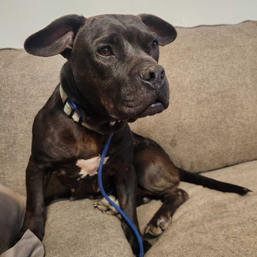 Photo of Justice, adoptable Terrier, Pit Bull / Mixed Breed (Medium) in California, California