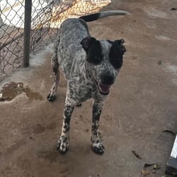 Photo of Dinghy, adoptable Australian Cattle Dog American Pit Bull Terrier in Stephenville, Texas