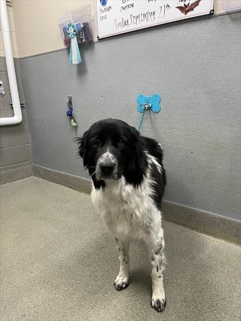 Photo of Polly Pocket, adoptable Newfoundland Dog in Las Vegas, Nevada