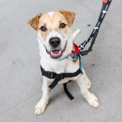 Photo of Chief, adoptable Golden Retriever in New York, New York