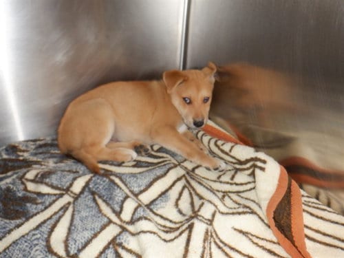 Photo of Jellybelly, adoptable Labrador Retriever in San Jose, California
