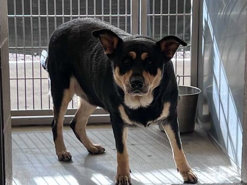 Photo of Ruby, adoptable Labrador Retriever in Orange, California