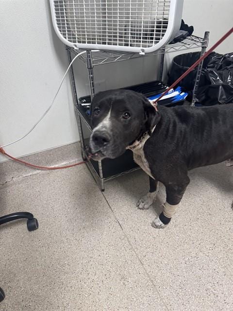 Photo of Rocky, adoptable Labrador Retriever in Bakersfield, California