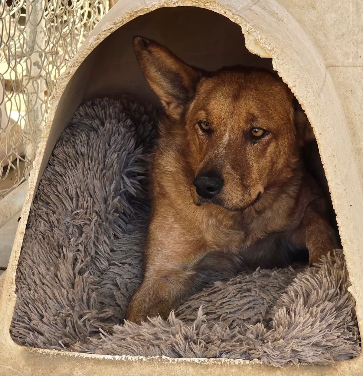 Photo of Barker, adoptable Cattle Dog in Lancaster, California