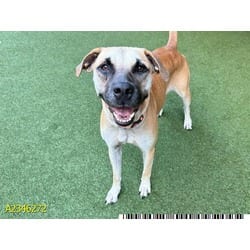 Photo of Morticia, adoptable Mixed Breed (Medium) in West Palm Beach, Florida