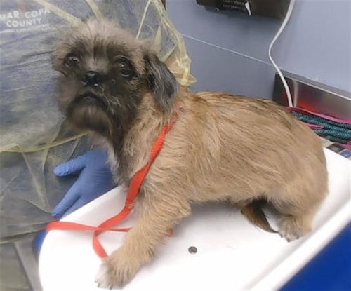 Photo of Bean, adoptable Brussels Griffon in Phoenix, Arizona