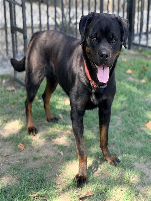 Photo of Posty, adoptable Rottweiler in Riverside, California