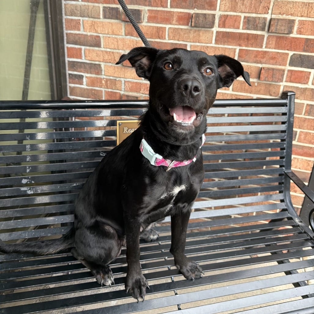 Photo of Princess Buttercup, adoptable Mixed Breed (Large) in St. Louis, Missouri