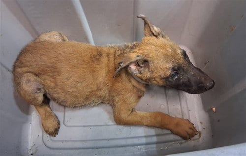 Photo of A5802090, adoptable Belgian Shepherd Malinois in Gardena, California