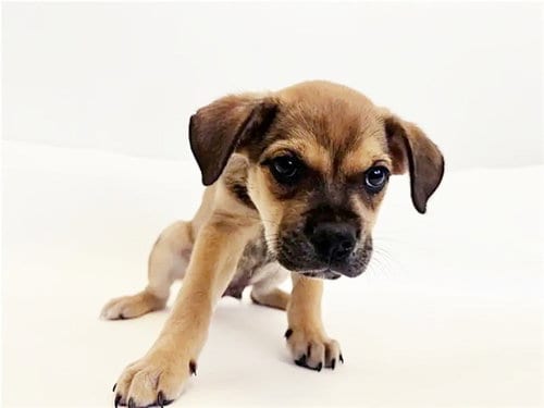 Photo of Eddie, adoptable Terrier in St. Louis, Missouri