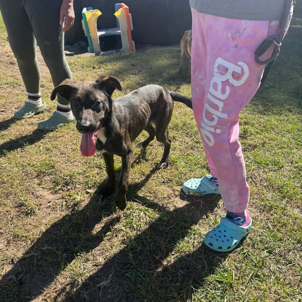 Photo of Nyx, adoptable Shepherd in Hinesville, Georgia