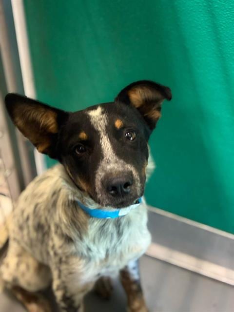 Photo of A256542, adoptable Queensland Heeler in Visalia, California