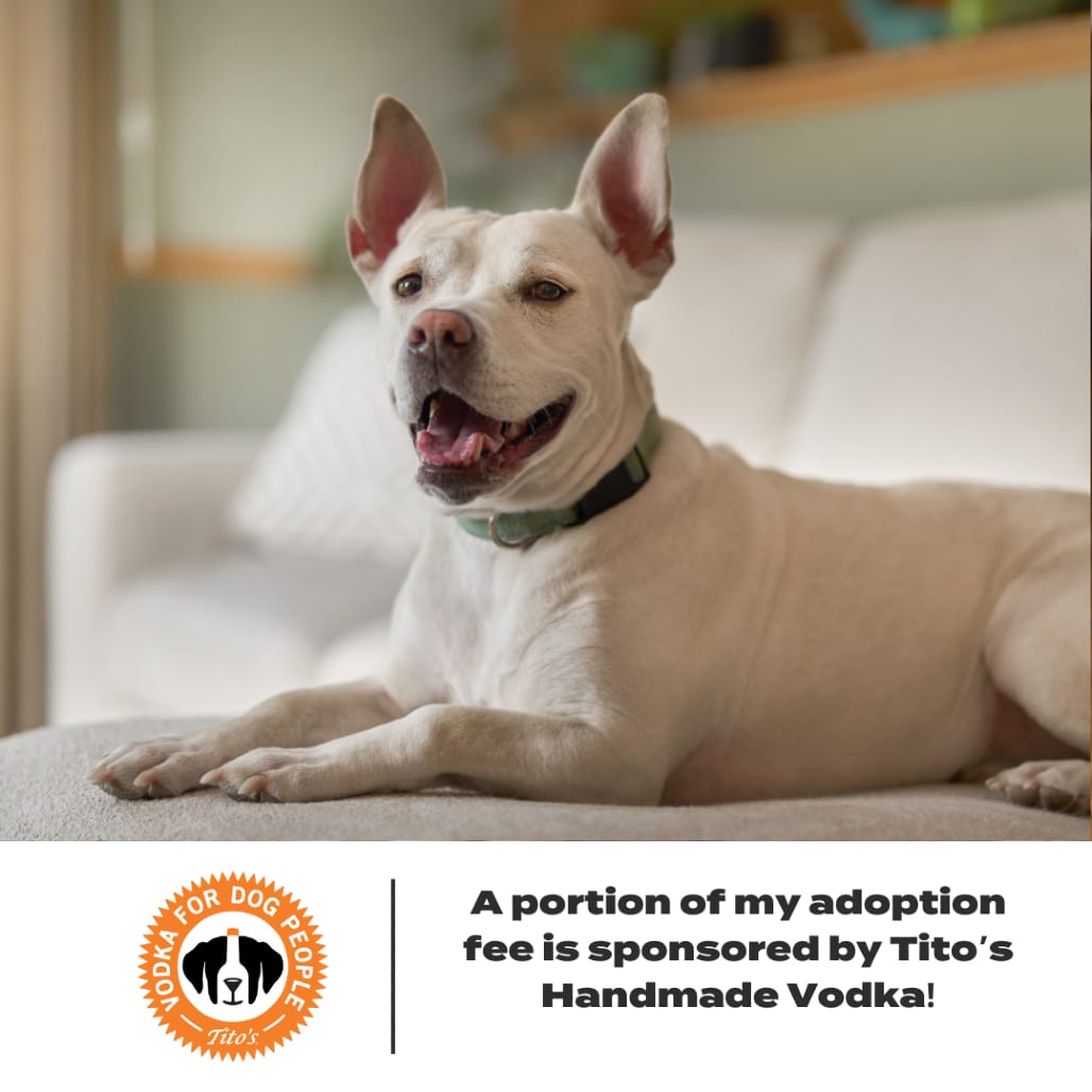 Photo of Lava** D15508, adoptable Terrier, Pit Bull in Minnesota, Minnesota