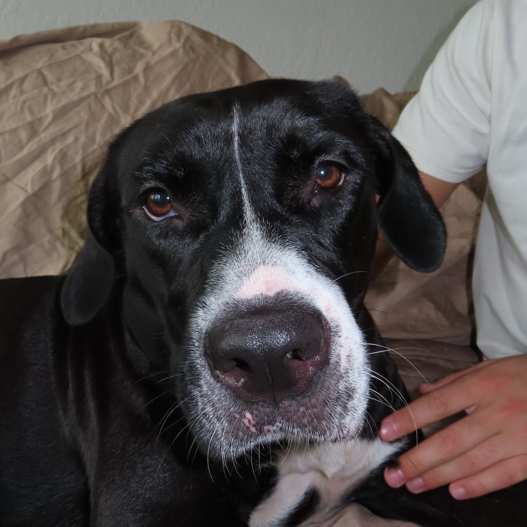Photo of Desdemona, adoptable Mixed Breed (Large) in Gainesville, Florida