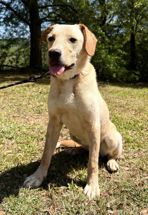 Photo of Coosa, adoptable Labrador Retriever in Attalka, Alabama