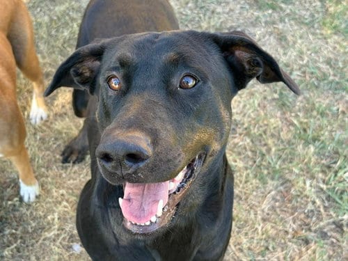 Photo of Symphony, adoptable Doberman Pinscher in Tulsa, Oklahoma