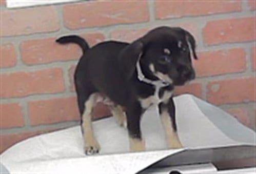 Photo of A2096257, adoptable Staffordshire Bull Terrier in Houston, Texas